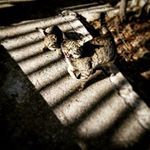 josephinehansonr - Instagram Profile Picture of josephinehansonr (@josephinehansonr) on Instagram