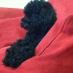 Profile Picture of Stacy Chapman (@stacychapman75) on Instagram