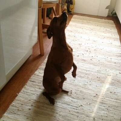 Profile Picture of Dan Linde (@dan_linde) on Twitter