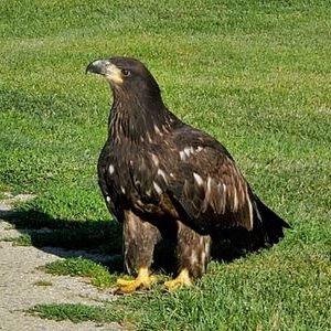 Profile Picture of Ron Tate (@ShuswapGolfer) on Twitter