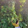 Profile Picture of sherrie (@@sjplants) on Tiktok