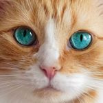 Profile Picture of kimo (@kimomeowmimo) on Instagram