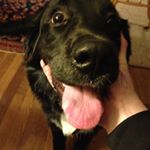 Profile Picture of Joey Regan (@sausageandmushroompizza) on Instagram