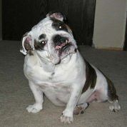 Profile Picture of Lisa Bertone Zizas (@lzizas) on Pinterest