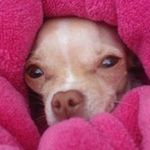 Profile Picture of Virginia Morrison King Keim (@yellowchic1956) on Instagram