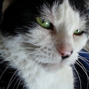 Profile Picture of Terry Terry (@3catposse) on Youtube