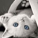 Trinidad Zepeda Cantinca - Instagram Profile Picture of Trinidad Zepeda Cantinca (@zepedacantinca) on Instagram