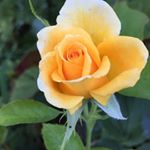 Profile Picture of Pudota Dasaiah (@pudota_dasaiah) on Instagram