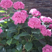 Profile Picture of Silvia Ribeiro  (@Silvia-ve7mi) on Youtube