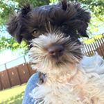Profile Picture of Kai Patrick & Chloe Leilani (@kai_miniman_schnauzer) on Instagram
