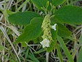 Profile Picture of Varronia curassavicaon Wikipedia