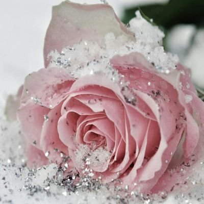 Profile Picture of Paula Gee Dee (@PaulaD62) on Twitter