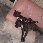 Profile Picture of Francois Pretorius (@francoispretorius) on Instagram