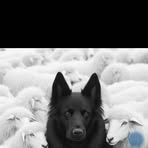 Profile Picture of Alf Red (@alf.red.738504) on Facebook