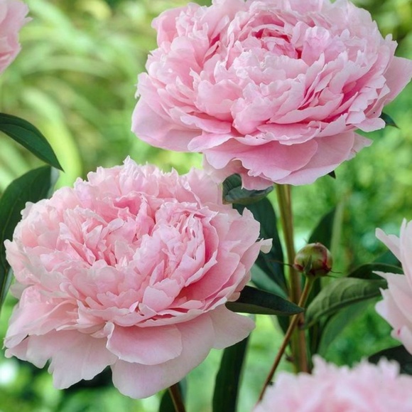 Profile Picture of Rachel Dubinetsky (@dubrachel) on Poshmark