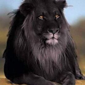 Profile Picture of Ricardo (@ChalaJoe20) on Twitter