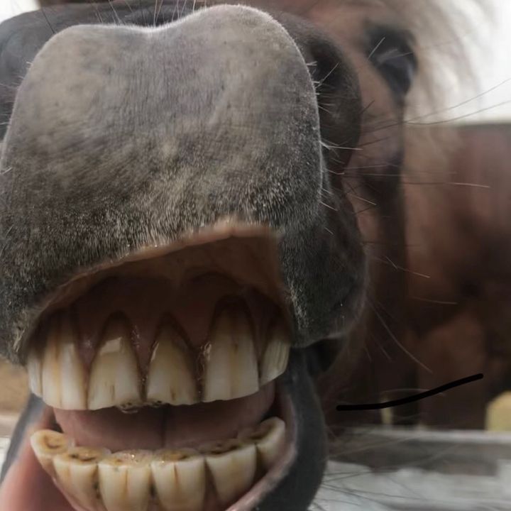 Profile Picture of Summer Earl222 (@young.riders3) on Tiktok