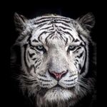 Profile Picture of Nemer Nicolas Atieh (@nemer.46) on Instagram