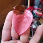 Profile Picture of Tanya Gillespie Stump (@tanyagillespiestump) on Instagram