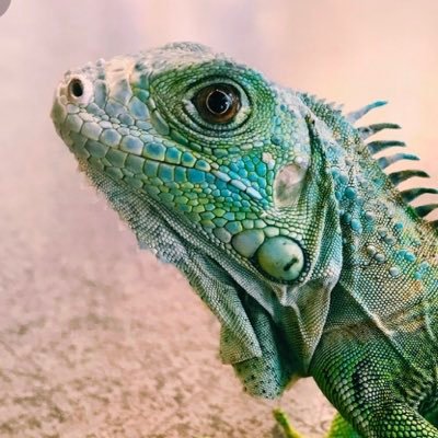 Profile Picture of Max Kohn (@MaxKohn4) on Twitter
