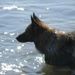 Profile Picture of Deborah Bloor-Meyer (@debbie427) on Pinterest
