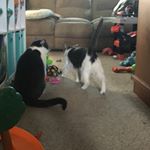 Profile Picture of Britches&Rudolph (@gregory.mccann10) on Instagram