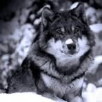 Profile Picture of Robert Bradley Shehane (@Robert-Bradley-Shehane) on Facebook