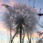 Profile Picture of MonicavColler (@monicavcoller) on Instagram