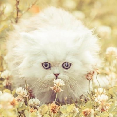 Profile Picture of Johnny Zeng (@JohnnyZeng4) on Twitter
