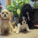 Profile Picture of Cornerstone Cocker Spaniel (@cornerstone.cocker.spaniel) on Instagram