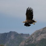 Profile Picture of Svein Erik westby (@sewestbyy) on Instagram