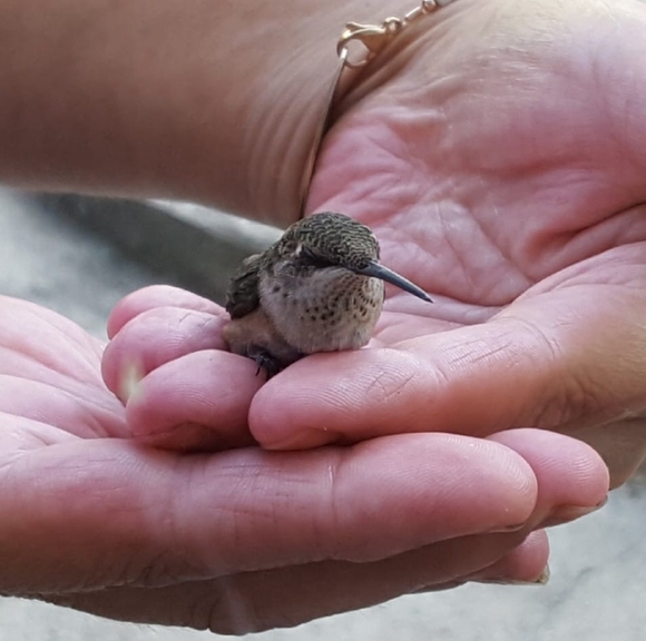 Profile Picture of Karen Varano (@weezie1068) on Poshmark