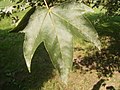 Profile Picture of Acer pictumon Wikipedia