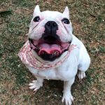 Profile Picture of Pandora de Albuquerque (@demo.frances_pandora) on Instagram