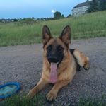 Profile Picture of Shannon Cale-Younis (@caleyounis) on Instagram