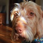 Profile Picture of Allison Simons Wise (@beardedladyphotography) on Instagram