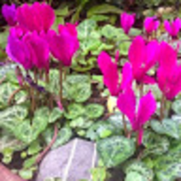 Profile Picture of Patti Tyler (@knit1bit) on Poshmark