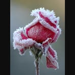 Profile Picture of 김용길 (@김용길) on Facebook