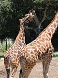 Profile Picture of Gemina (giraffe)on Wikipedia