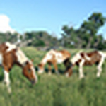 Profile Picture of Carol Davies (@davies ranch) on Flickr