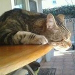 Profile Picture of Tony Lucarelli (@lucarellitony) on Instagram