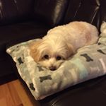 Profile Picture of Sandra Yip (@magic_maltese) on Instagram