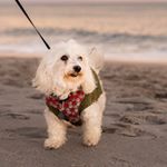 Profile Picture of Buddy Roberts Allen (@buddyrobertsallen) on Instagram