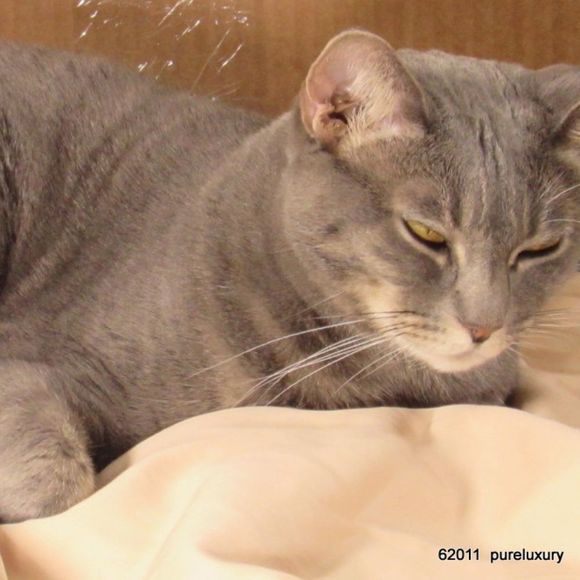 Profile Picture of Gitta Waldbaum (@lingeriemaven) on Poshmark