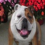 Profile Picture of Flintlock (@flintlockkarl) on Instagram