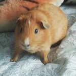 Profile Picture of Samantha Toft (@samantha.toft) on Instagram