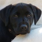 Profile Picture of Matthew C. Bazil (@lablifeoutdoors) on Instagram