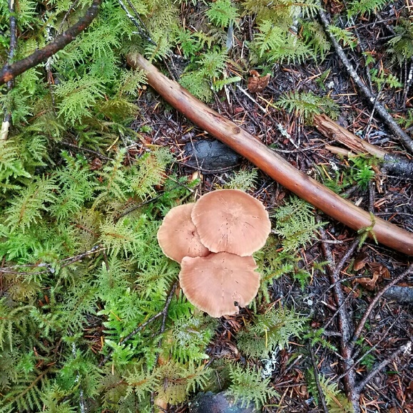 Profile Picture of Zhanna Berlinskaya (@zhanna1234) on Poshmark