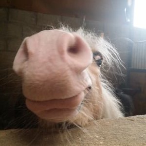Profile Picture of Maurice André (@MorsangSurTweet) on Twitter