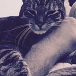 Profile Picture of Brian Casey (@brianstendahl) on Instagram